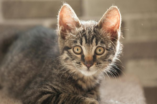 Le dauphin : le plus intelligent des animaux marins ?