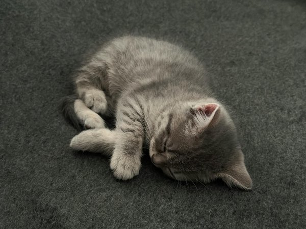 Le dressage de votre chiot : que faire s'il ne semble pas fonctionner?