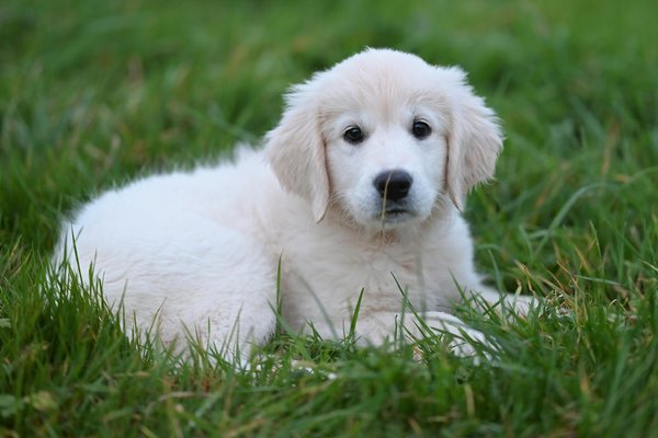 Top 5 harnais pour husky lors d'activités sportives