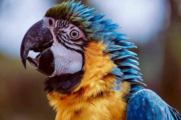 Le sugar glider : un marsupial audacieux comme animal de compagnie