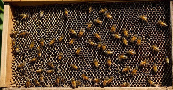 Protégez vos ruches : pièges efficaces contre les frelons