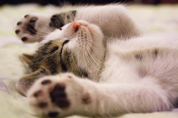 Découvrez comment adopter un chat : guide pratique et astuces